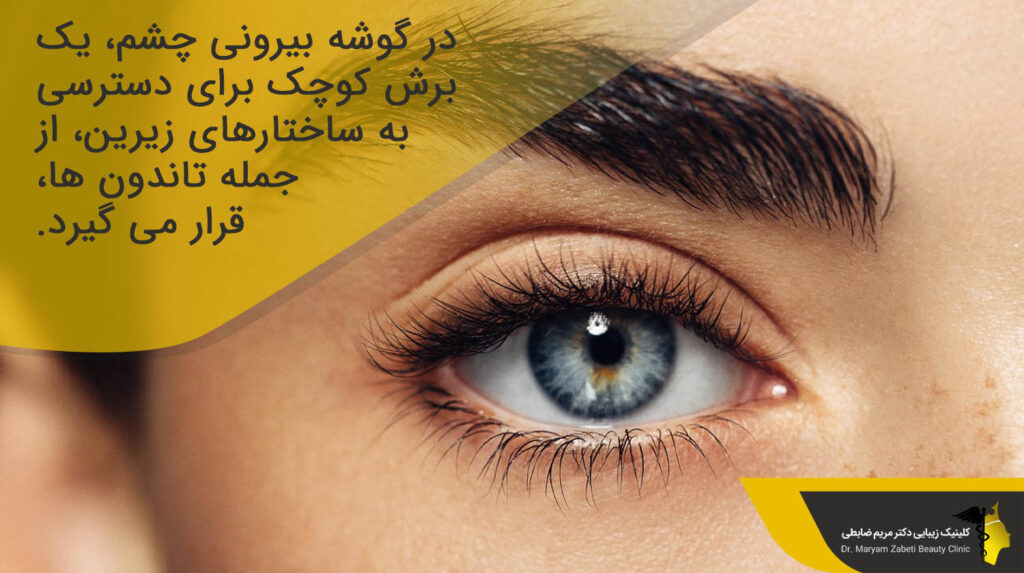گوشه بیرونی چشم